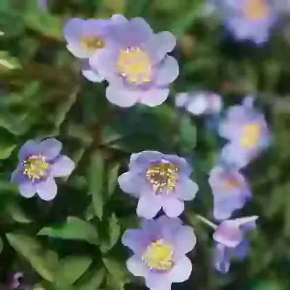 Nemerosa Robinsoniana